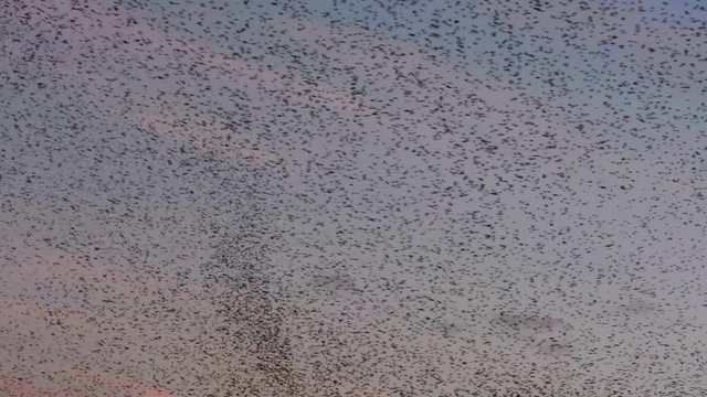 Flock of starlings dance in the winter sky, forming abstract shapes