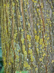 background, bark, base, beautiful, beech, biology, botanical, botany, close, coating, cover, covered, cracks, decorative, ecology, environment, green, growing, herbaceous, inequality, lichen, maple, m