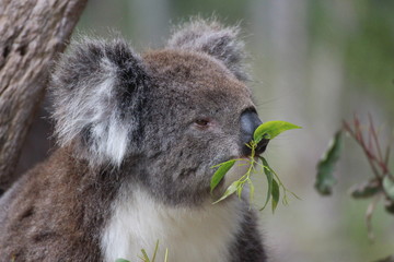 Koala / koala bear