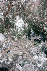Arborvitae branches in the snow and ice in winter
