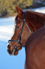 Pferd im Schnee