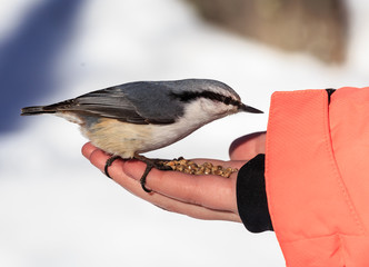  Nuthatch Eating From a Human Hand