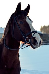 Obraz premium Pferd im Schnee