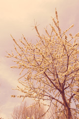 Obraz na płótnie Canvas branches with white flowers
