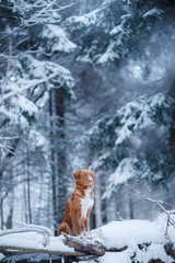 Fototapeta na wymiar dog in the forest, in winter, it is snowing