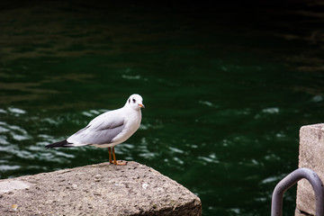 Seagull on the Seine River