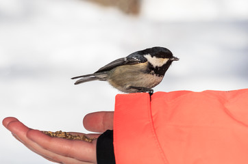Hand feeding a black-capped chickadee sunflower seeds