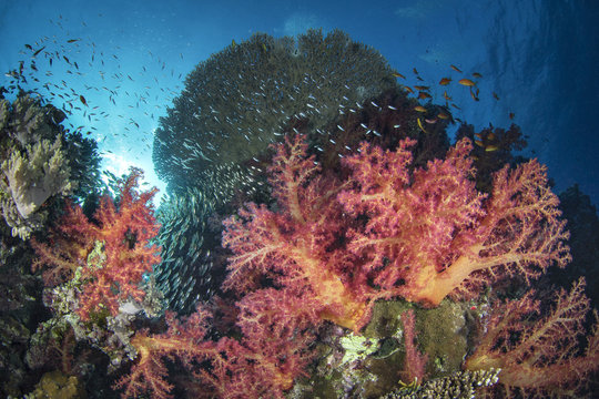 Reefscapes 1 