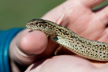 macro lizard on a hand