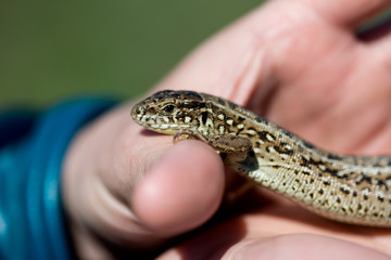 macro lizard on a hand