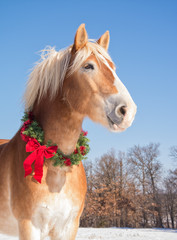 Obraz premium Proud Belgian draft horse wearing a Christmas wreath on a sunny winter day
