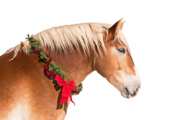 Profile of a blond Belgian draft horse wearing a Christmas wreath, isolated on white