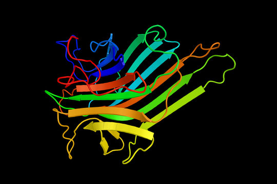 Concanavalin A, a lectin originally extracted from the jack-bean