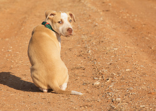 Yellow and white spotted mixed breed puppy sitting on a red dirt road, looking back at the viewer