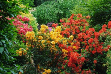Fototapeta na wymiar Rhododendrons