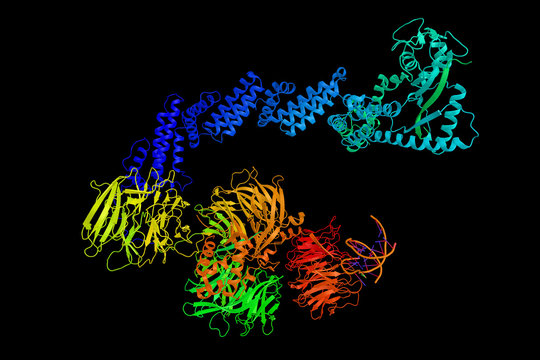 CUL4A, a protein implicated in several cancers and the pathogene