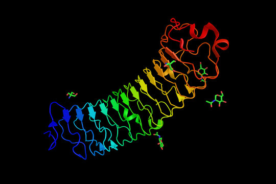 Decorin, a protein which is a component of connective tissue, bi