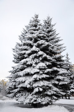 Spruce trees in the city covered with snow