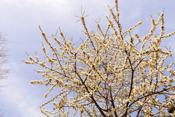 branches with white flowers