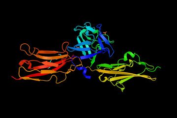 Crystal structure analysis of the FGF10-FGFR2b complex. Fibrobla