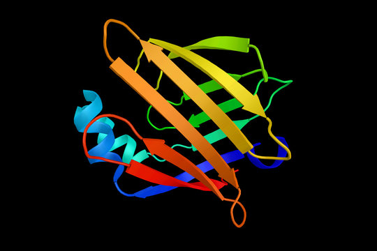 Heart-type Fatty Acid-Binding Protein, a small cytoplasmic prote