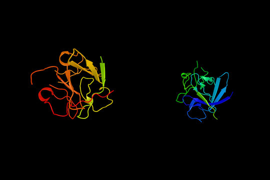 Keratinocyte growth factor, a protein which possesses broad mito