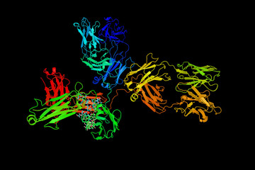 IgG1, a subclass of Immunoglobulin G, an antibody. 3d model