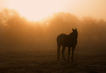Naklejka premium Horse silhouette in heavy fog at sunrise