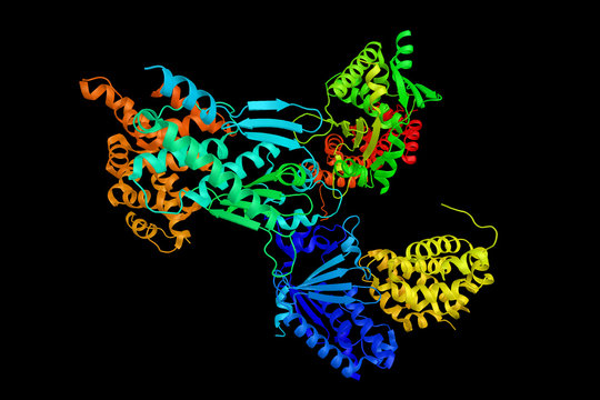 Importin subunit alpha-6, a protein thought to be involved in NL