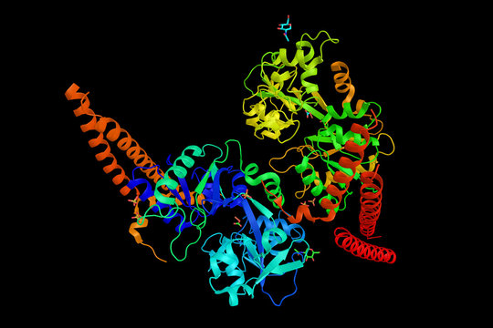 Lactoferrin (LF), a multifunctional protein of the transferrin f