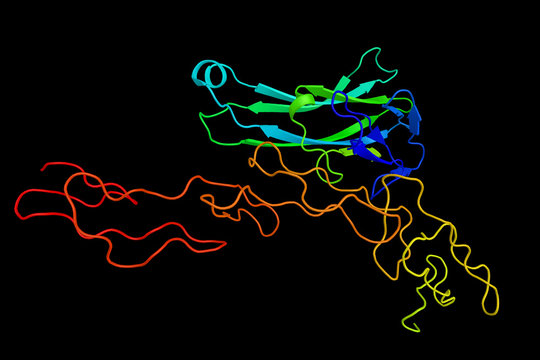 Lymphotoxin-alpha, or tumor necrosis factor-beta, a protein medi