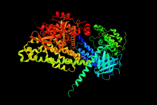 Guanine nucleotide exchange factor DBS is a protein that in huma