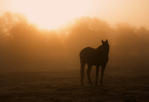 Horse silhouette in heavy fog at sunrise