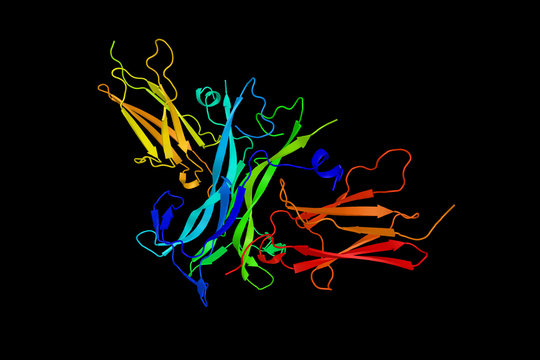 Nerve growth factor (NGF), a neurotrophic factor and neuropeptid