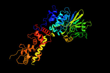 Calcineurin subunit B type 1, a protein correlated with rapid pr