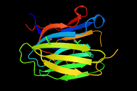 Sex hormone-binding globulin (SHBG) or sex steroid-binding globu