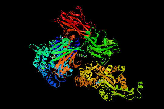 THP, a GPI-anchored glycoprotein. Produced by the thick ascendin