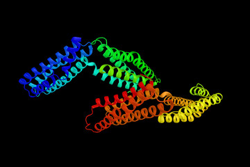 Alpha catenin, suggested to function as a linking protein betwee