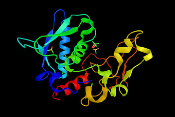 Bone morphogenetic protein 1, a protein which induces bone and c