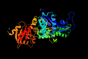 Bovine profilin-beta-actin, 3d structure. Actin is a family of g