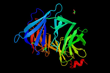 BRCA2, a human gene and its protein product. Certain variations
