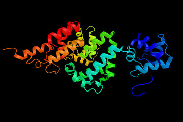 Calcyphosin, a calcium-binding protein which may play a role in