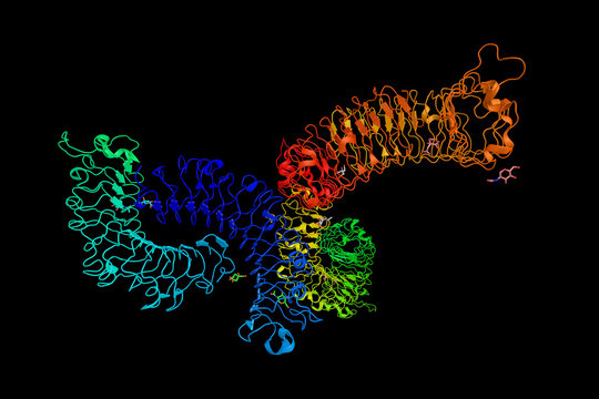 Biglycan, a small leucine-rich repeat proteoglycan found in a va