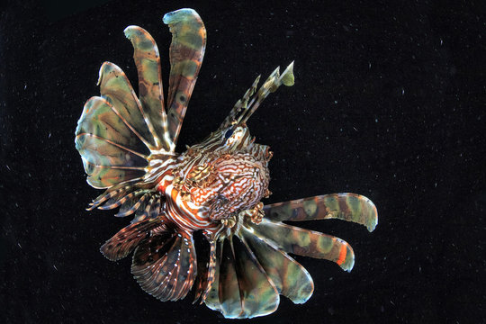 lionfish 2