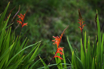Red flower blooming on a green background
