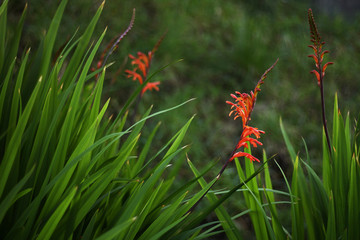 Red flower blooming on a green background