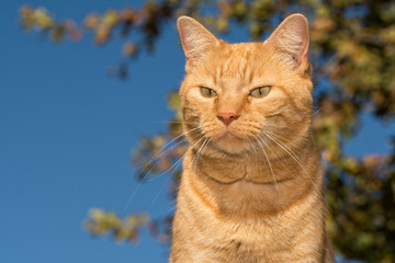 Naklejka na ściany i meble Ginger tabby cat against an Oak tree background