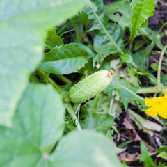 Growing cucumber in the garden