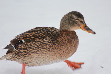DUCK ON THE SNOW