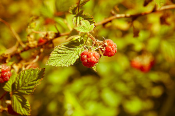 Obraz premium Raspberries on a branch